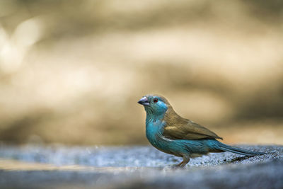 Close-up of bird