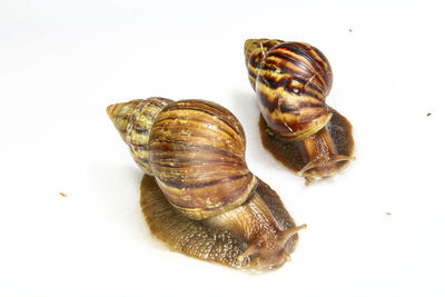 High angle view of shell on white background