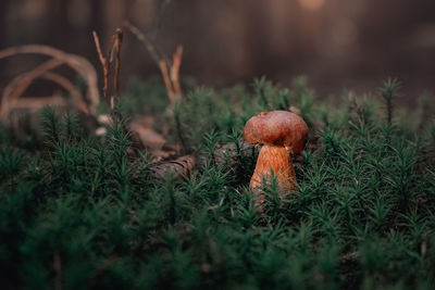 Close-up of mushroom growing on field