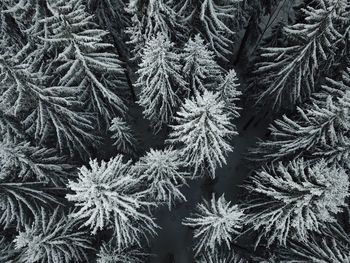 Full frame shot of frozen tree