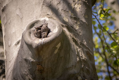 Close-up of tree trunk