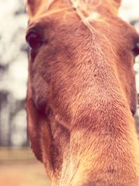 Close-up of horse