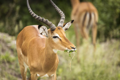 Deer standing on field