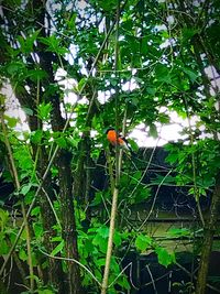 Bird perching on a tree