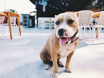 Portrait of dog looking away