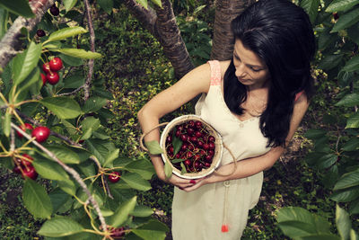 Smiling woman holding basket while harvesting cherries on trees