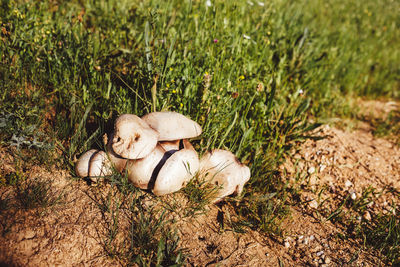 Close-up of mushrooms on field