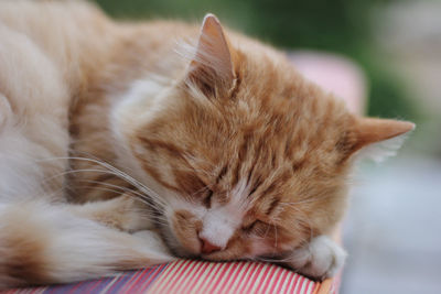 Close-up of cat sleeping