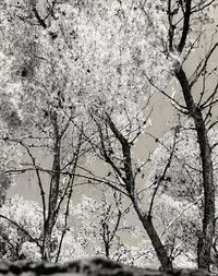 Low angle view of snow on plants against sky