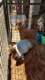 High angle view of dog in cage