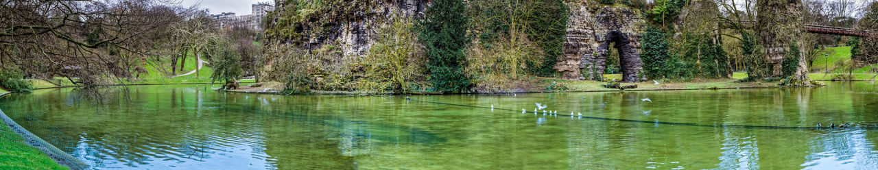 Plants growing in a lake