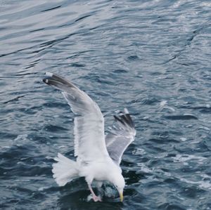 Seagull flying over sea