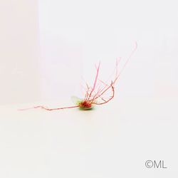 Close-up of red flower against white background