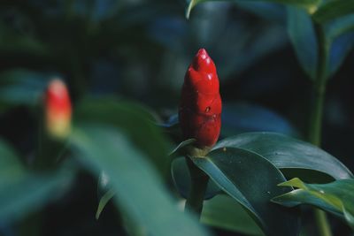 Close-up of red chili pepper on plant