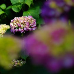 Close-up of pink flowers