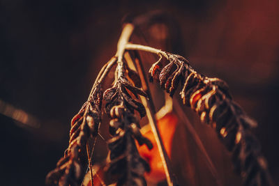 Close-up of dried leaves on branch at night