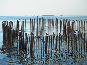 View of wooden posts on beach