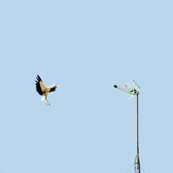 Low angle view of eagle flying against clear sky