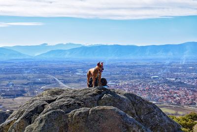 Horse on mountain against sky