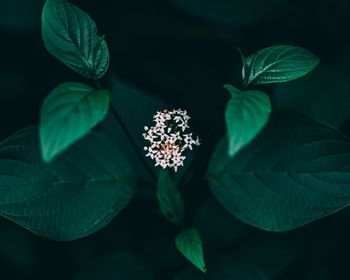 High angle view of flowering plant