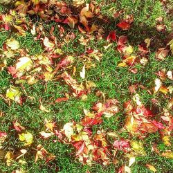 Full frame of leaves on field