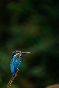 Close-up of bird perching on branch