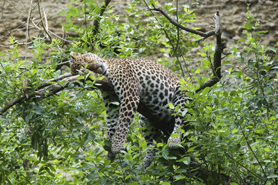 Leopard in forest