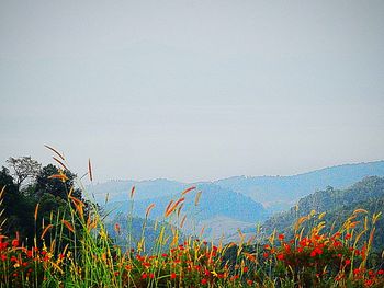 Scenic view of flowering plants against sky