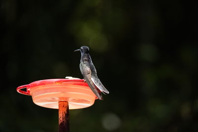 Close-up of bird perching on wooden pole