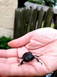 Close-up of hand holding insect