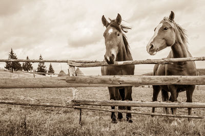 Horses against sky