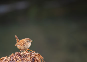 Close-up of bird perching on rock