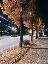 View of illuminated street during autumn