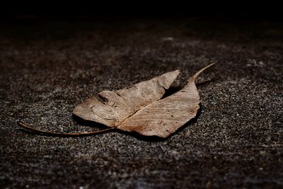 Close-up of dry maple leaf