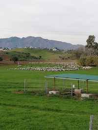 Scenic view of field against sky