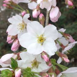 Close-up of pink cherry blossoms