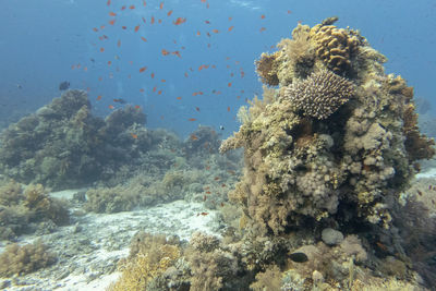 Fish swimming in sea