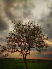 Low angle view of tree against sky at sunset