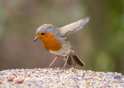 Close-up side view of a bird against blurred background