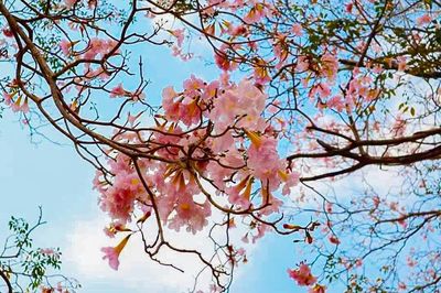 Low angle view of cherry blossoms against sky