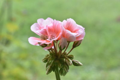 Close-up of pink flowering plant