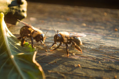 Close-up of bees on wood