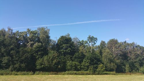 Trees in forest against sky