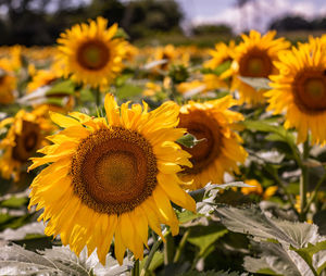 Close-up of sunflower