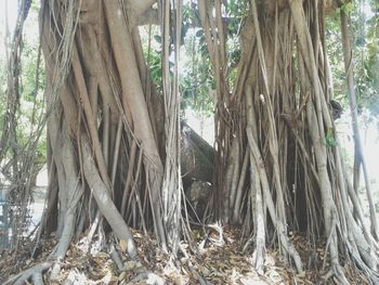 Trees in forest