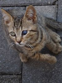 Close-up portrait of a cat