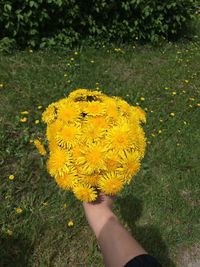 High angle view of person holding yellow flower on field