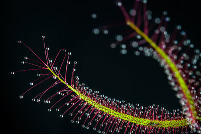 Low angle view of drosera binata, a carnivorous plant, over black background