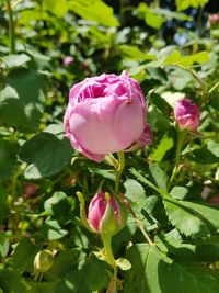 Close-up of pink rose