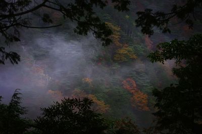 Low angle view of trees in forest against sky